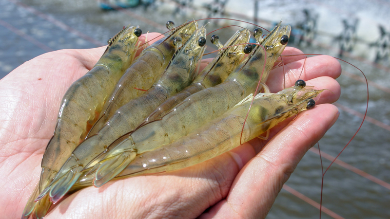 Entrepreneurship in Shrimp Farming